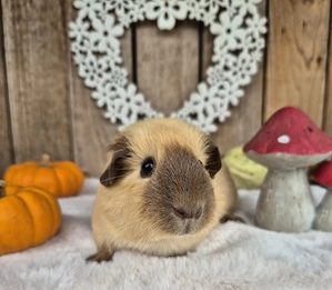 Meerschweinchen Glatthaar, weiblich, Creme California Schokolade