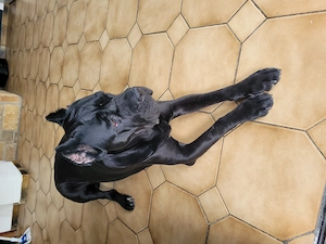 Cane Corso Rüden und Hündin in Liebe Hände abzugeben