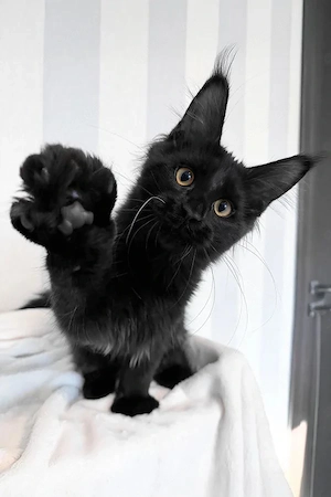 Lackschwarzer Maine Coon Junge 4 Monate Ein kleiner Panther