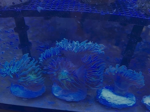 Duncanopsammia axifuga   Premium Ableger (WYSIWYG   stabil & angewachsen) 