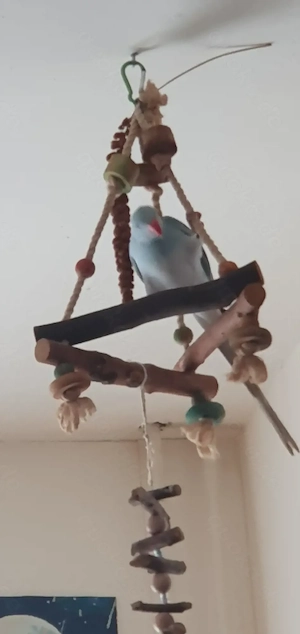 Suche weiblichen Halsbandsittich