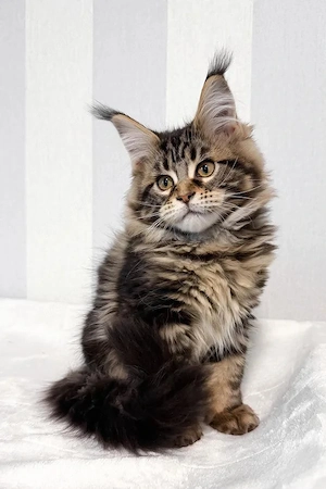 Typvoller Maine Coon Kater 4 Monate Black Tabby mit tollen Luchspinseln