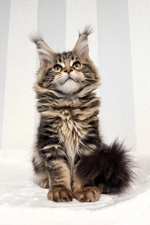 Typvoller Maine Coon Kater 4 Monate Black Tabby mit tollen Luchspinseln
