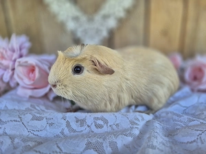Meerschweinchen, English Crested, weiblich, Creme (dunkle Augen)