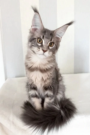 Zauberhafte Maine Coon Kätzin 4 Monate Silver Tabby & sehr verspielt