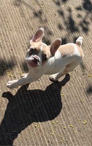 Französische Bulldogge