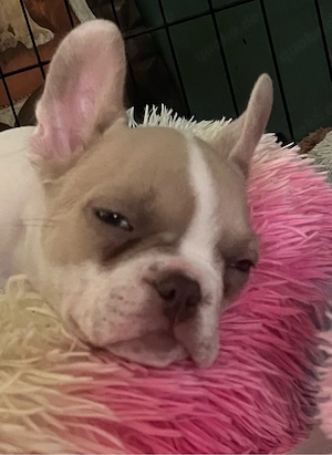 Französische Bulldogge Bild 4