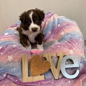 Mini Aussie Welpen