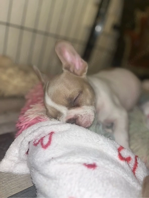 Französische Bulldogge Bild 3