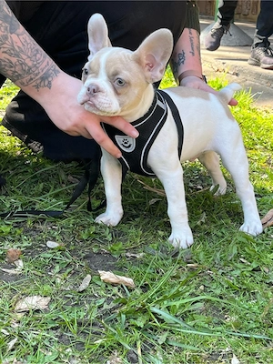 Französische Bulldogge Bild 2