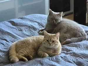 2 Bkh Katzen zu verkaufen