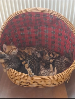 Wunderschöne Bengal-Kätzchen ab dem 29.04.2026 abzugeben