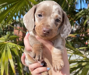 Dackelwelpe sucht ein neues Zuhause Bild 2