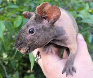 Meerschweinchenweibchen verfügbar 