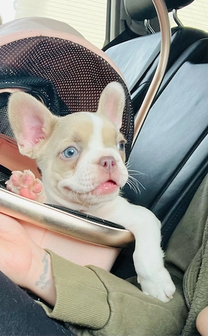 Französische Bulldogge Bild 7