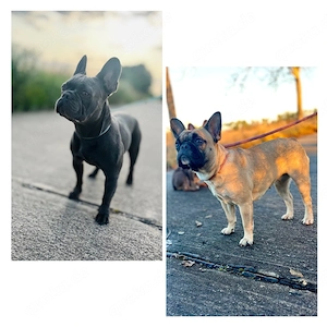 Französische Bulldogge Bild 8