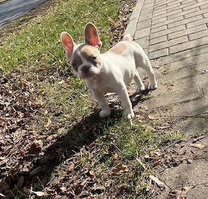 Französische Bulldogge Bild 6