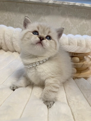 Wundervolle BKH Kitten  