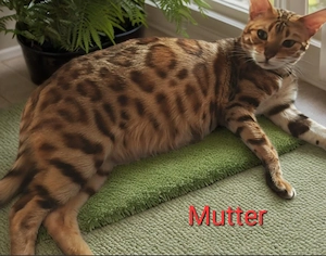 Wurfankündigung Reinrassige Bengalkitten mit Stammbaum