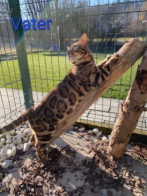 Wurfankündigung Reinrassige Bengalkitten mit Stammbaum Bild 2