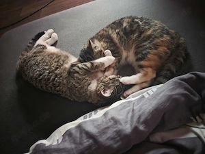 2 Katzen suchen ein Zuhause!