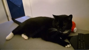 mincky dringend abzugeben!!aus zeitlichen gründen