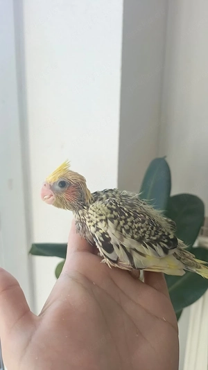 Nymphensittiche sehr zahm