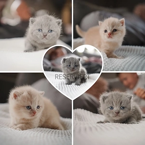 BKH - Britisch Kurzhaar Kitten (GEIMPFT)