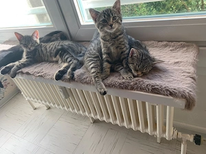 Die drei Damen vom Grill & ein Hahn im Korb   wir suchen dich. Ja, genau DICH.   