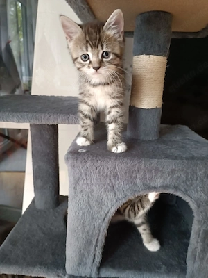 Katzen Babys verkaufen 