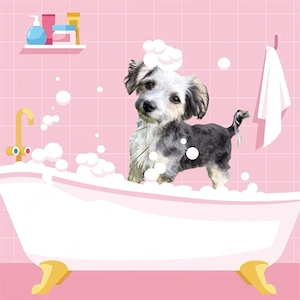 Havaneser Welpe (Mädchen)