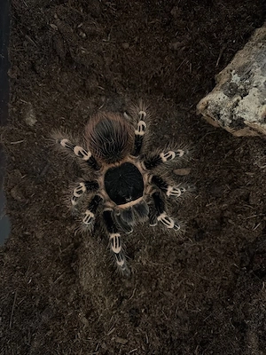 Verschiedene Vogelspinnen