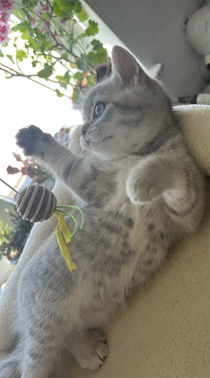 1 reinrassiger Britisch Kurzhaar Kater