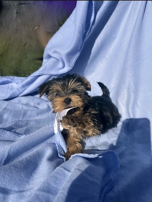 Süße Yorkshire Terrier Welpen 3 Rüden liebevolle aufgezogen ab zu geben 