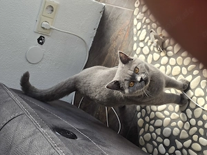 Britisch Kurzhaar (Grey) Kater zu verkaufen 