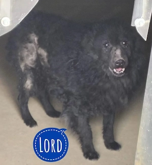 Lord, schon Jahre im Tierheim braucht dringend ein Zuhause und viel Liebe