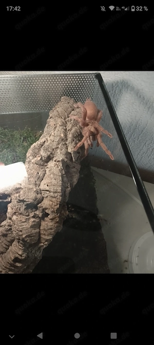 Nehoholothele incei gold Weibchen adult