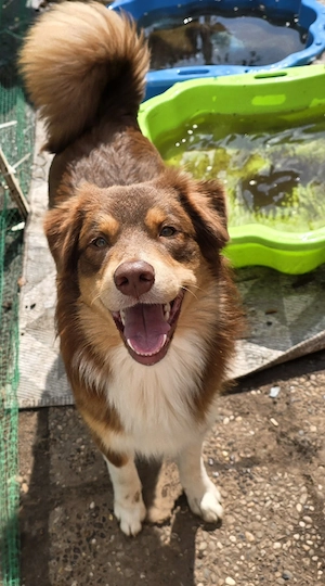 Australian Shepherd Rüden Welpen Junghunde 