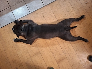 American pocket bully