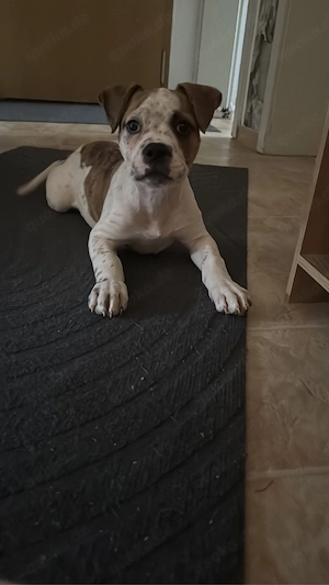  Old englische Bulldogge Mix