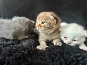 3 zuckersüsse BKH Kitten   