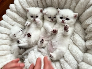    Wunderschöne Kitten suchen ein liebevolles Zuhause   