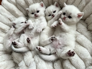 Reinrassige Kitten suchen ab dem 15. Juni ein liebevolles Zuhause 