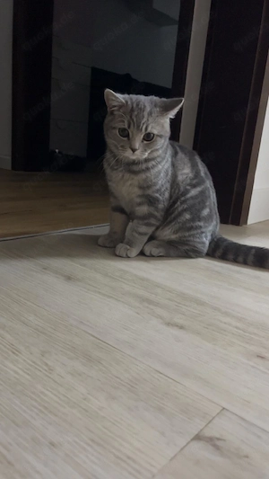 Britisch Kurzhaar Kater 