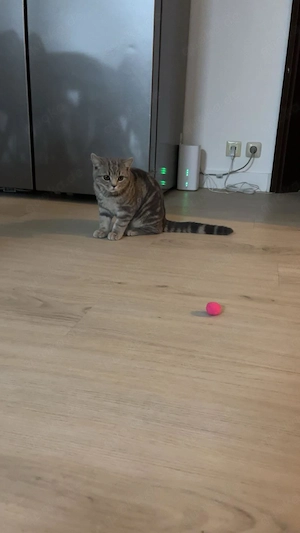 Britisch Kurzhaar Kater  Bild 4