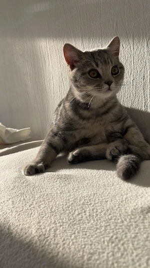 Britisch Kurzhaar Kater  Bild 2