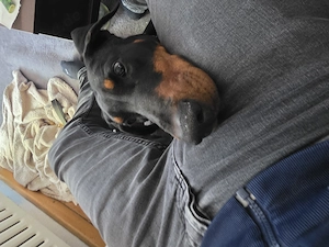 Dobermann Hündin 24monate