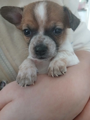 Jack Russel Chihuahua Mix Welpen