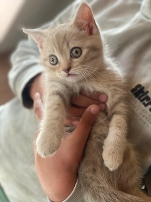 Süßes Britisch Kurzhaar Kätzchen zu verkaufen   