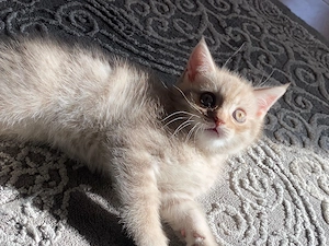 Süßes Britisch Kurzhaar Kätzchen zu verkaufen 